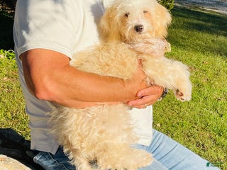 Mixed Breed dogs 🍑 Peaches mini bernedoodle male - Ad 3