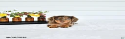 Miniature Dachshund dogs for sale: Precious - Ad 3