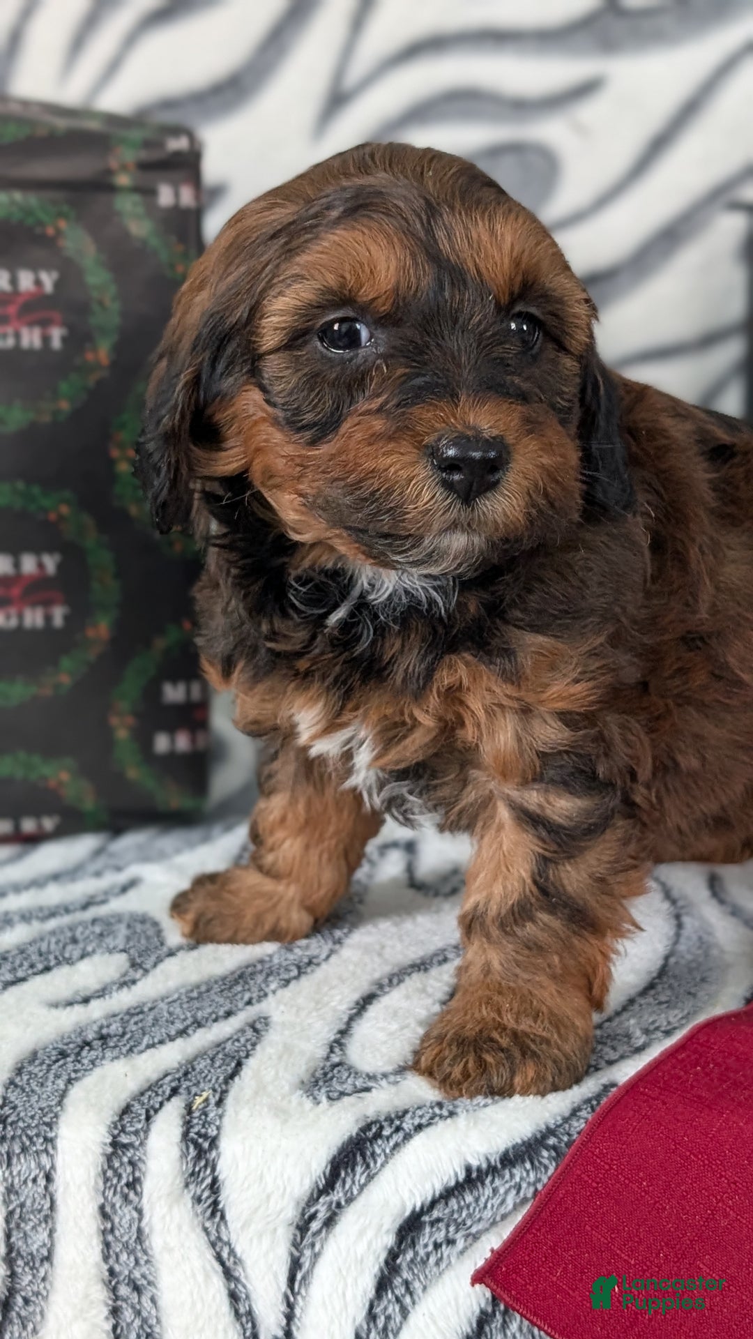 Mixed Breed dogs for sale: Addi - Ad 8