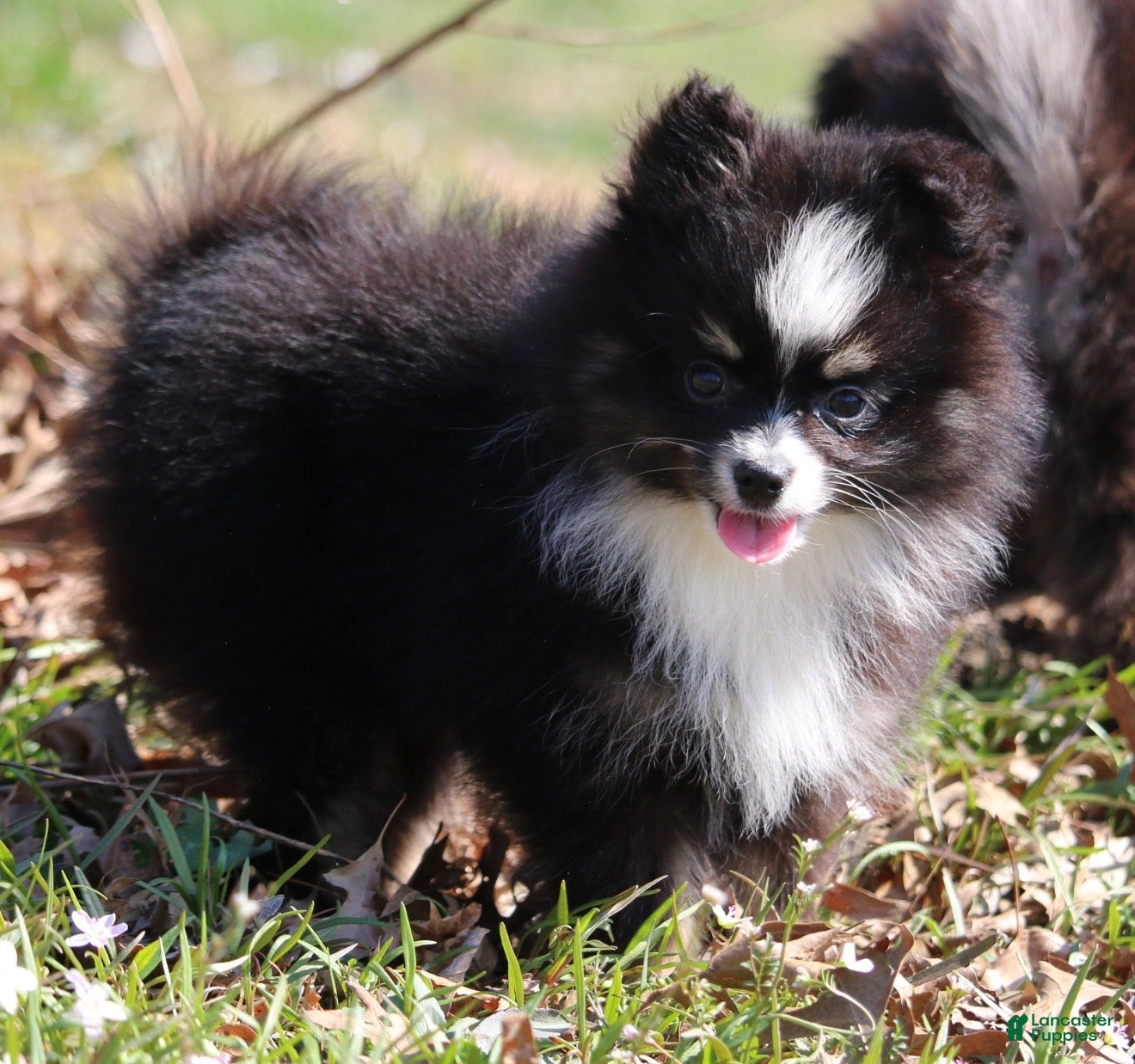 Pomsky dogs Lily  - Ad 2