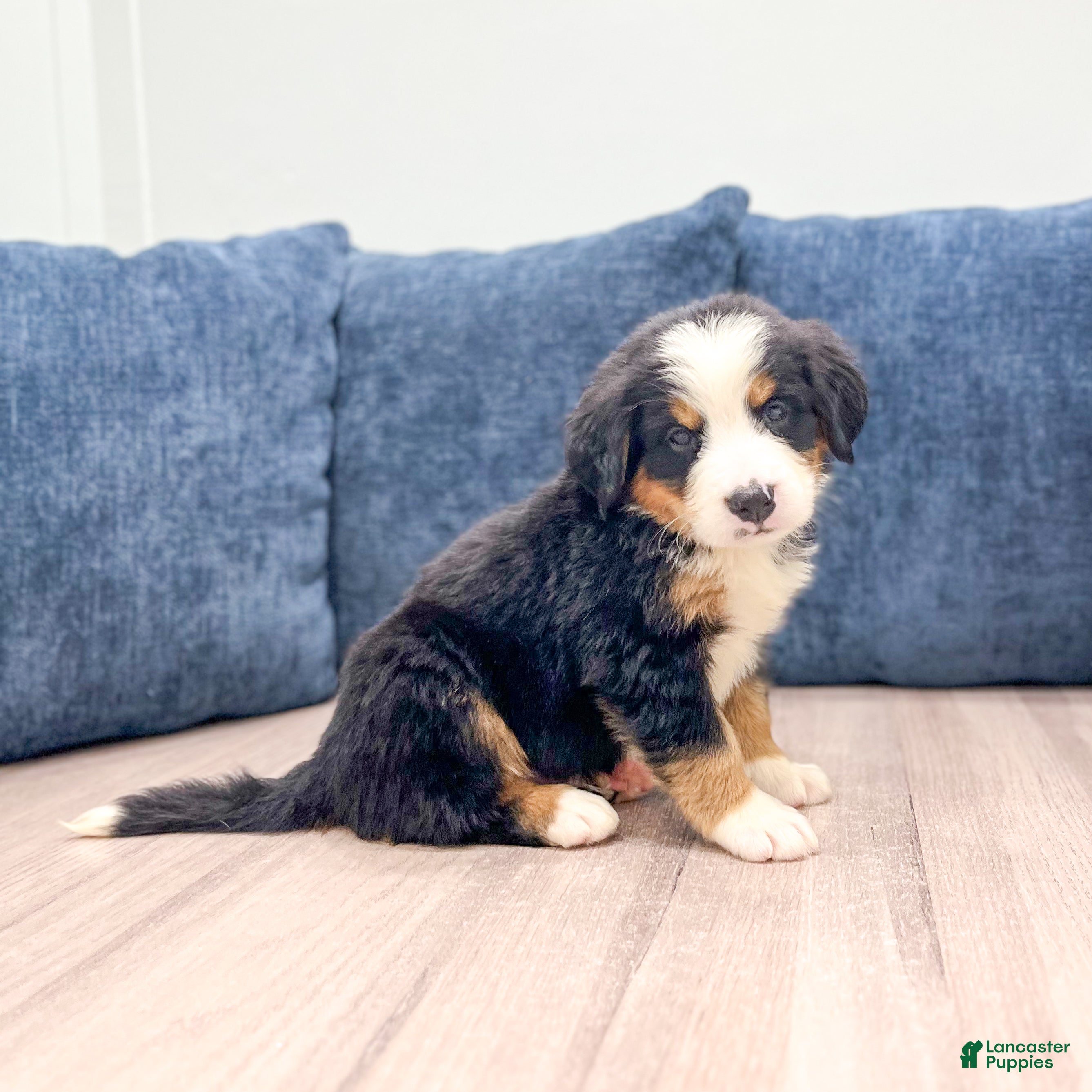 Bernese Mountain Dog dogs Joey - Ad 1