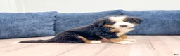 Bernese Mountain Dog dogs for sale: Joey - Ad 1