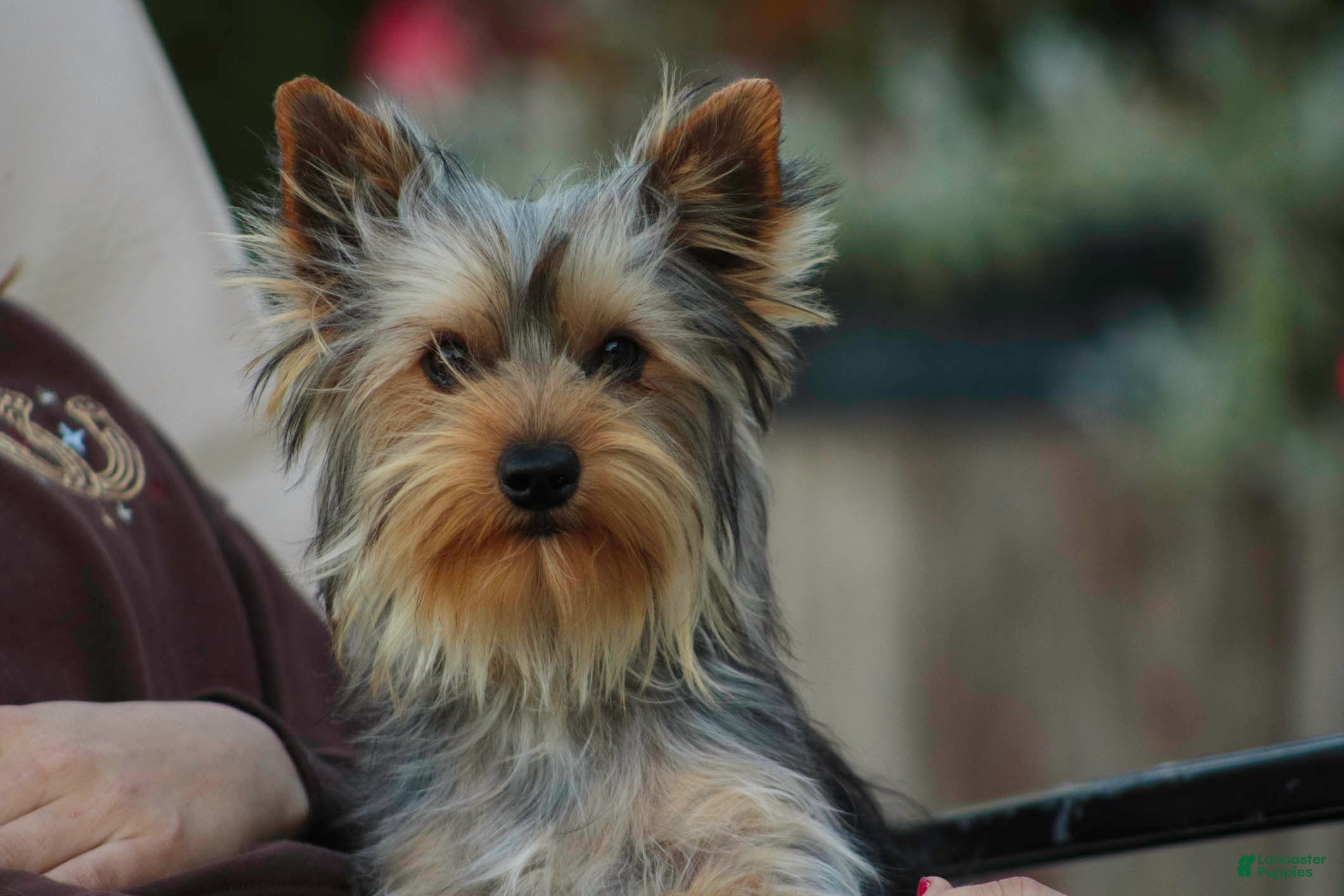 Yorkshire Terrier dogs Junior - Ad 2
