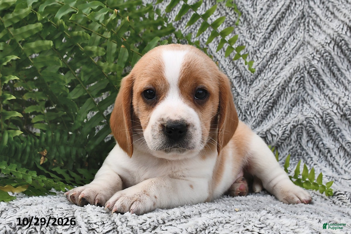 Mixed Breed dogs for sale: Patrick - Ad 1