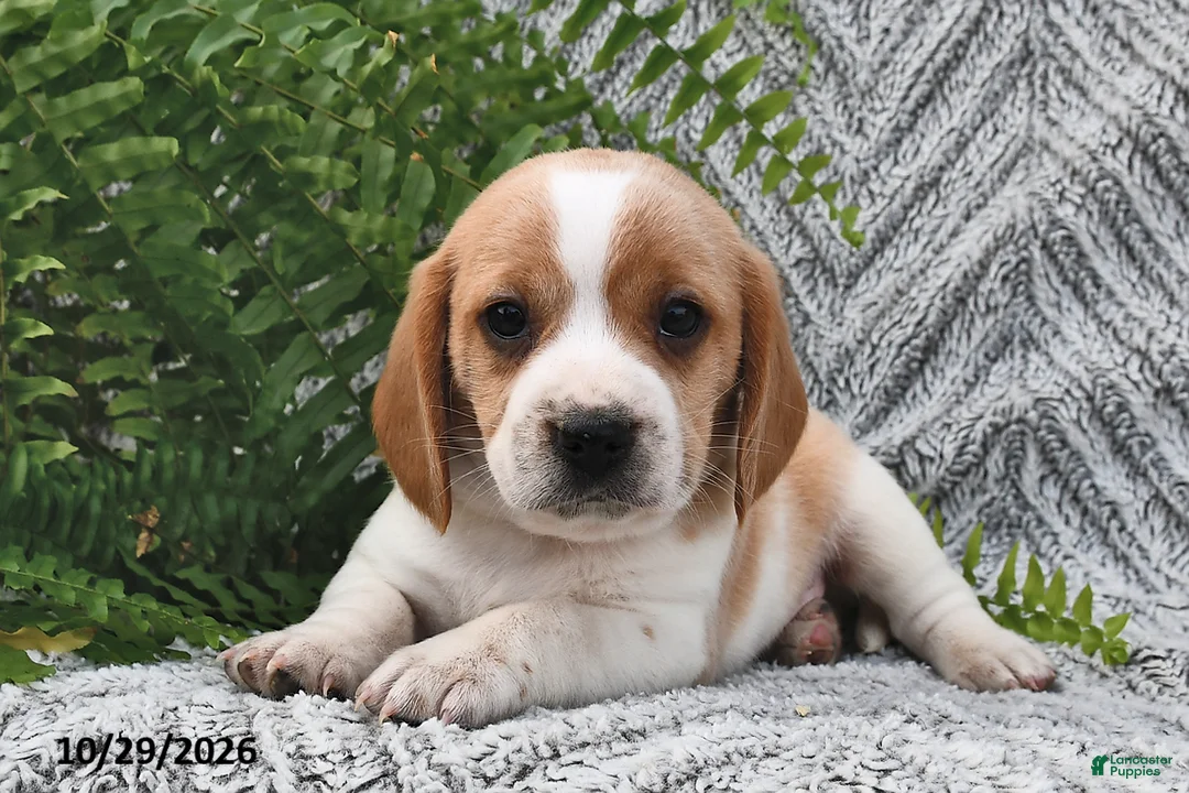 Mixed Breed dogs for sale: Patrick - Ad 1