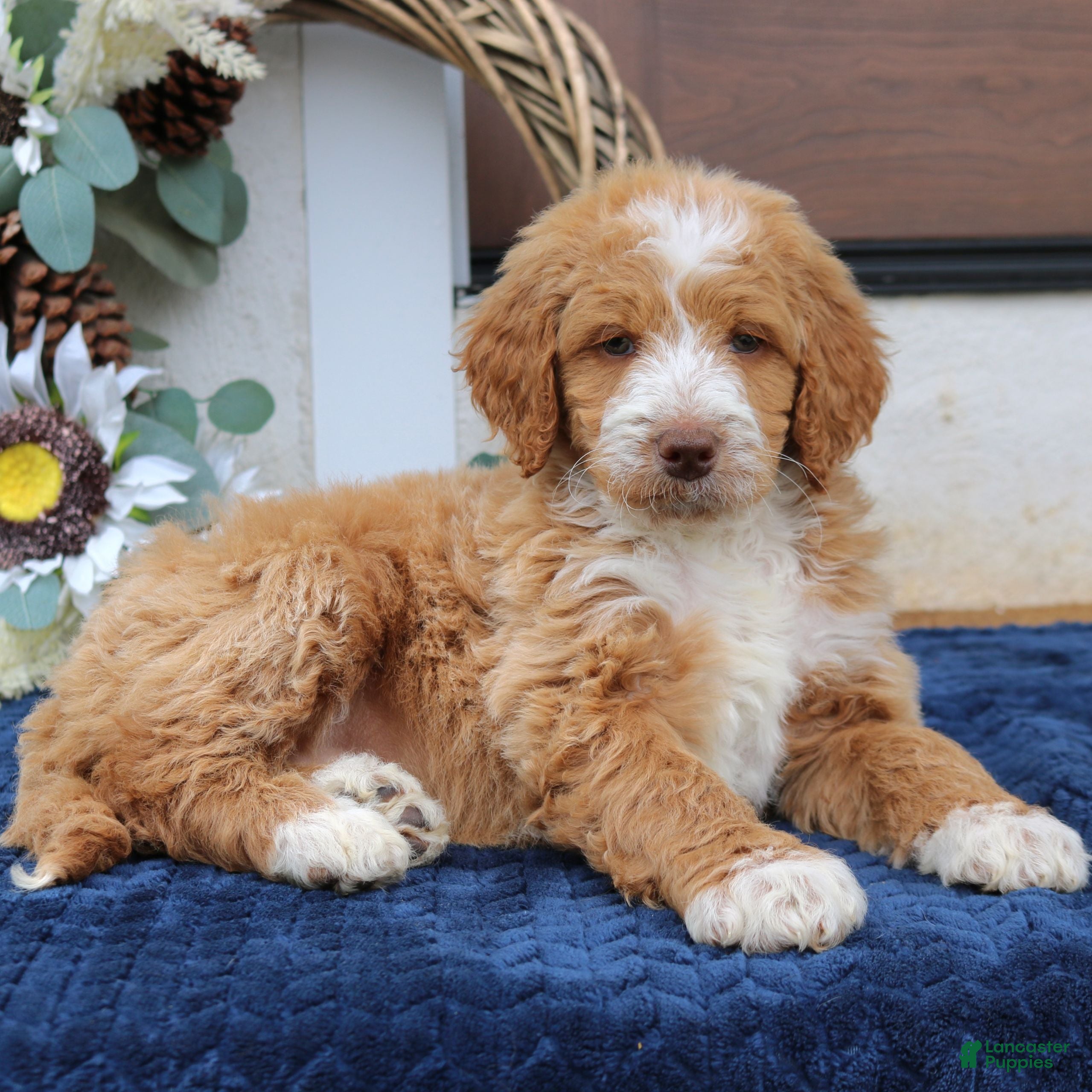 Mini Goldendoodle dogs Claire  - Ad 1