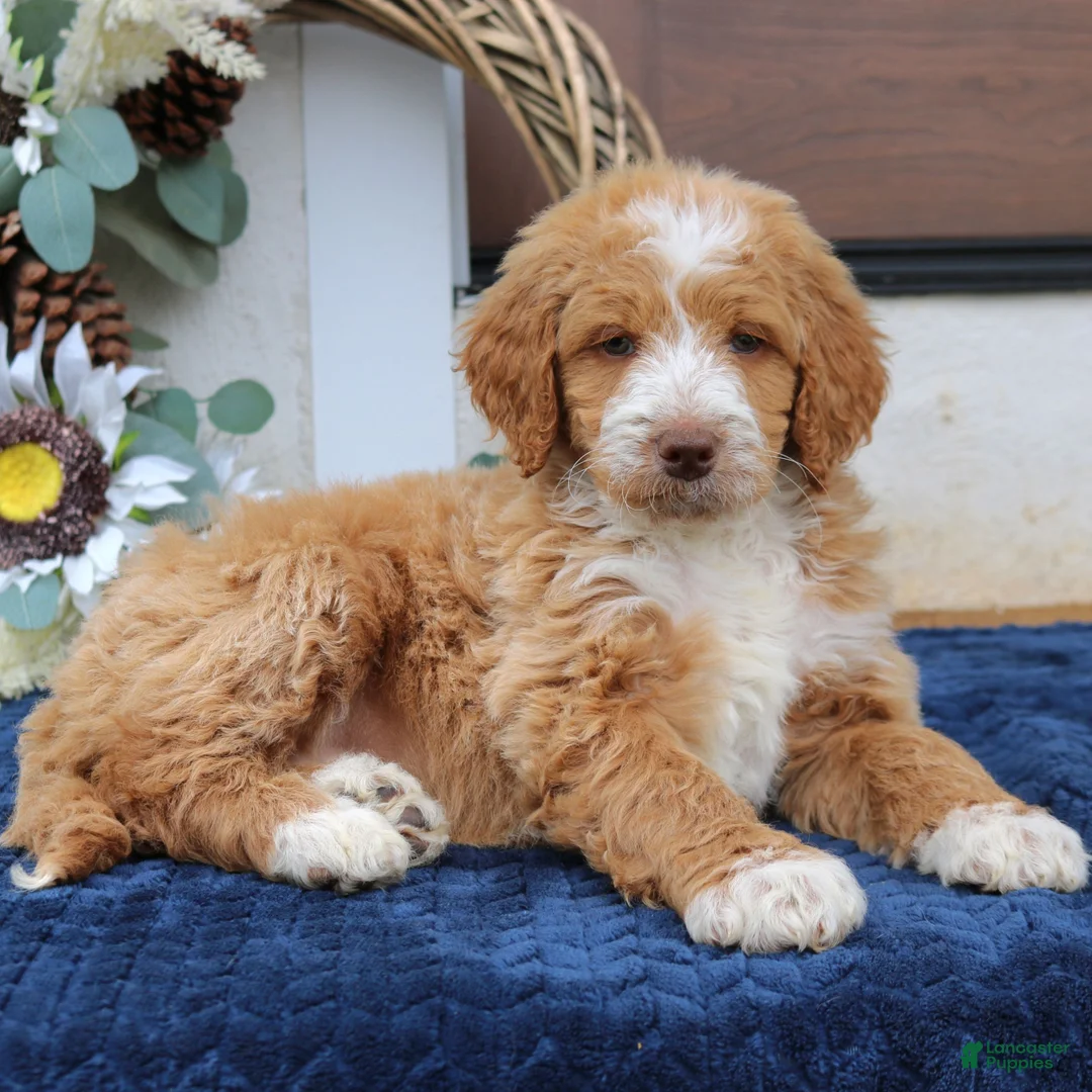 Mini Goldendoodle dogs for sale: Claire  - Ad 1