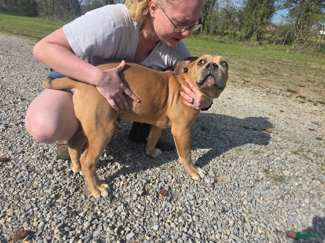 American Bully dogs for sale: American Bully Puppy 4 - Ad 2