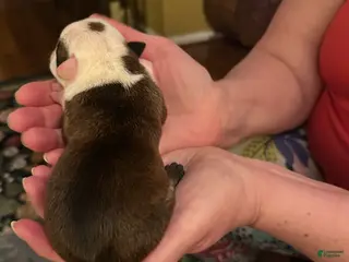 Mixed Breed dogs English Bulldog Puppy 7 - Ad 40