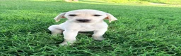 Labrador Retriever dogs for sale: Labrador Retriever 9 - Ad 1