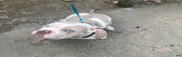 American Bully dogs for sale: American Bully 1 - Ad 2
