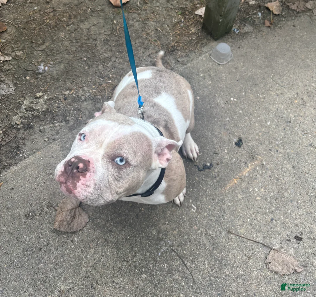 American Bully dogs for sale: American Bully 1 - Ad 2