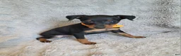 Miniature Pinscher dogs for sale: Patina  - Ad 3