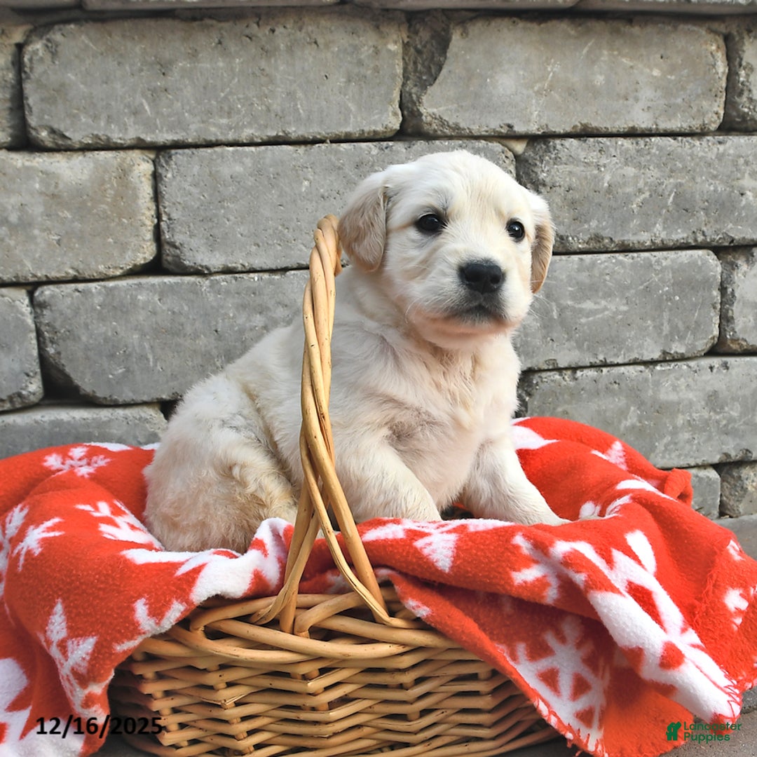 Golden Retriever dogs for sale: Daisy - Ad 1