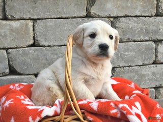 Golden Retriever dogs Daisy - Ad 13