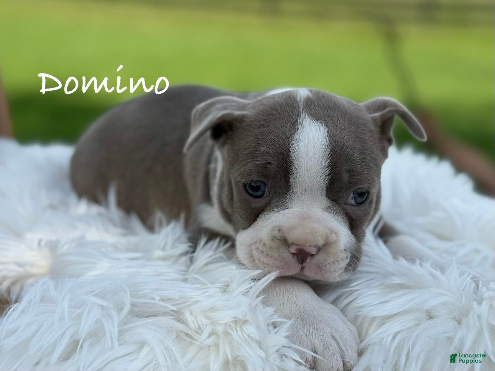 Boston Terrier dogs Domino - Ad 1