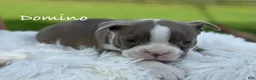 Boston Terrier dogs for sale: Domino - Ad 1