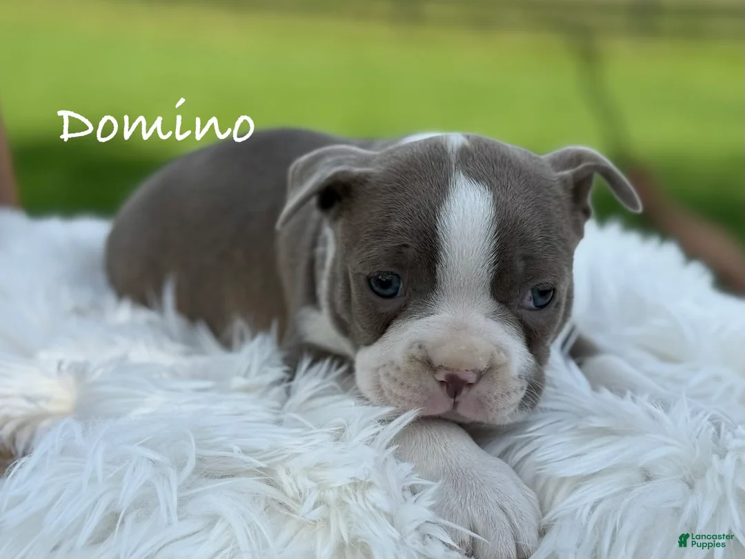 Boston Terrier dogs for sale: Domino - Ad 1