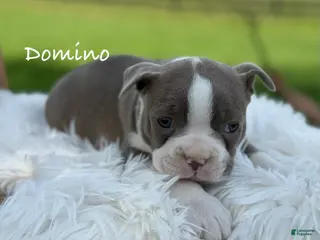 Boston Terrier dogs for sale: Domino - Ad 2