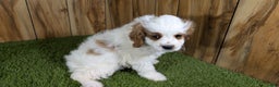 Cavapoo dogs for sale: Cavapoo Puppy 1 - Ad 12