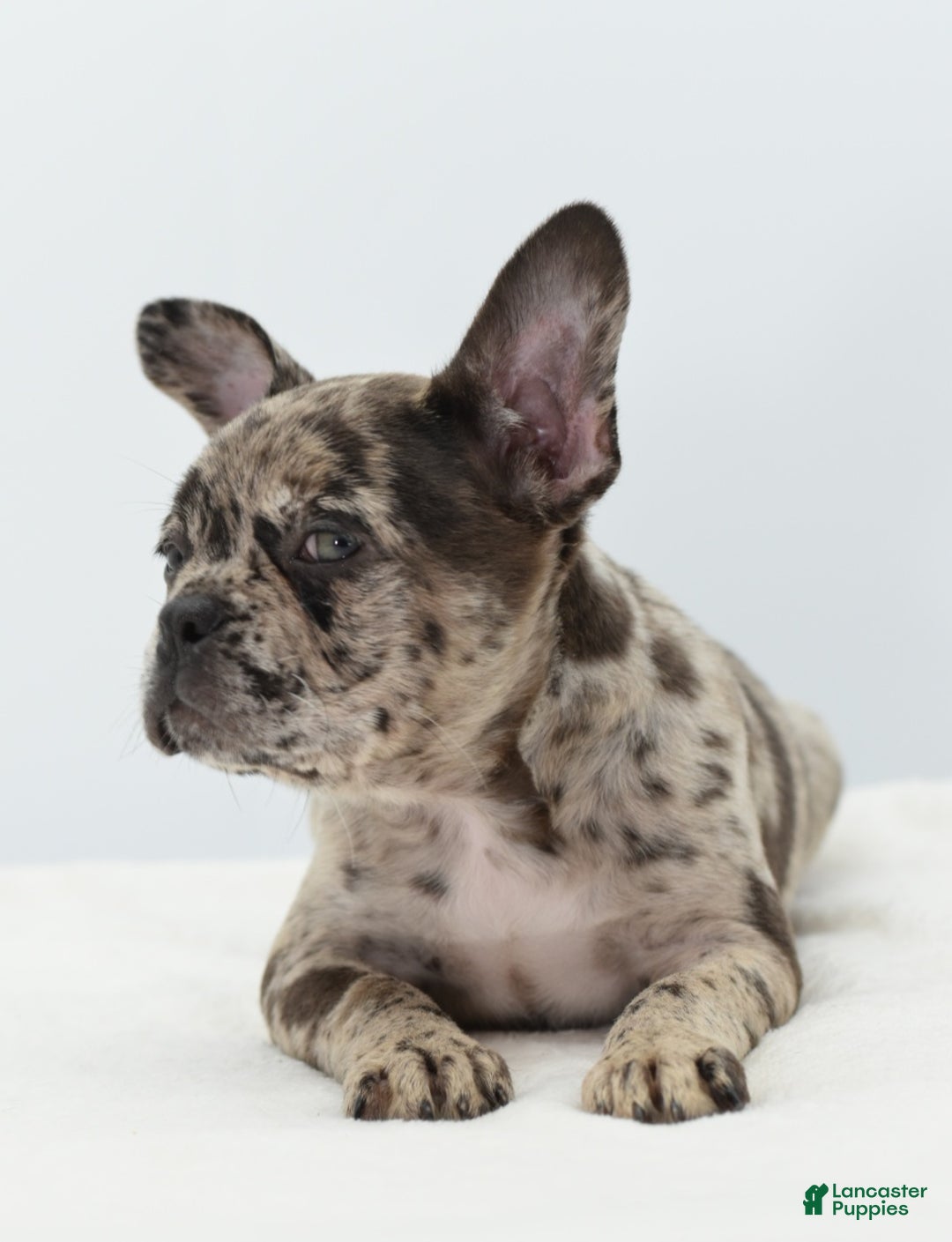 Mixed Breed dogs for sale: Zuki hybrid puppy  - Ad 19