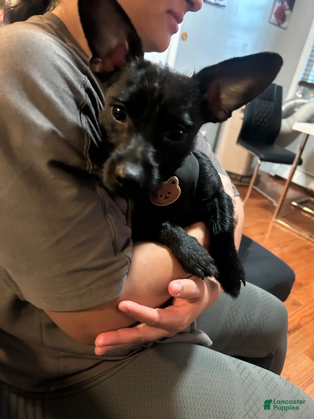 Mixed Breed dogs for stud: Max.. - Ad 5