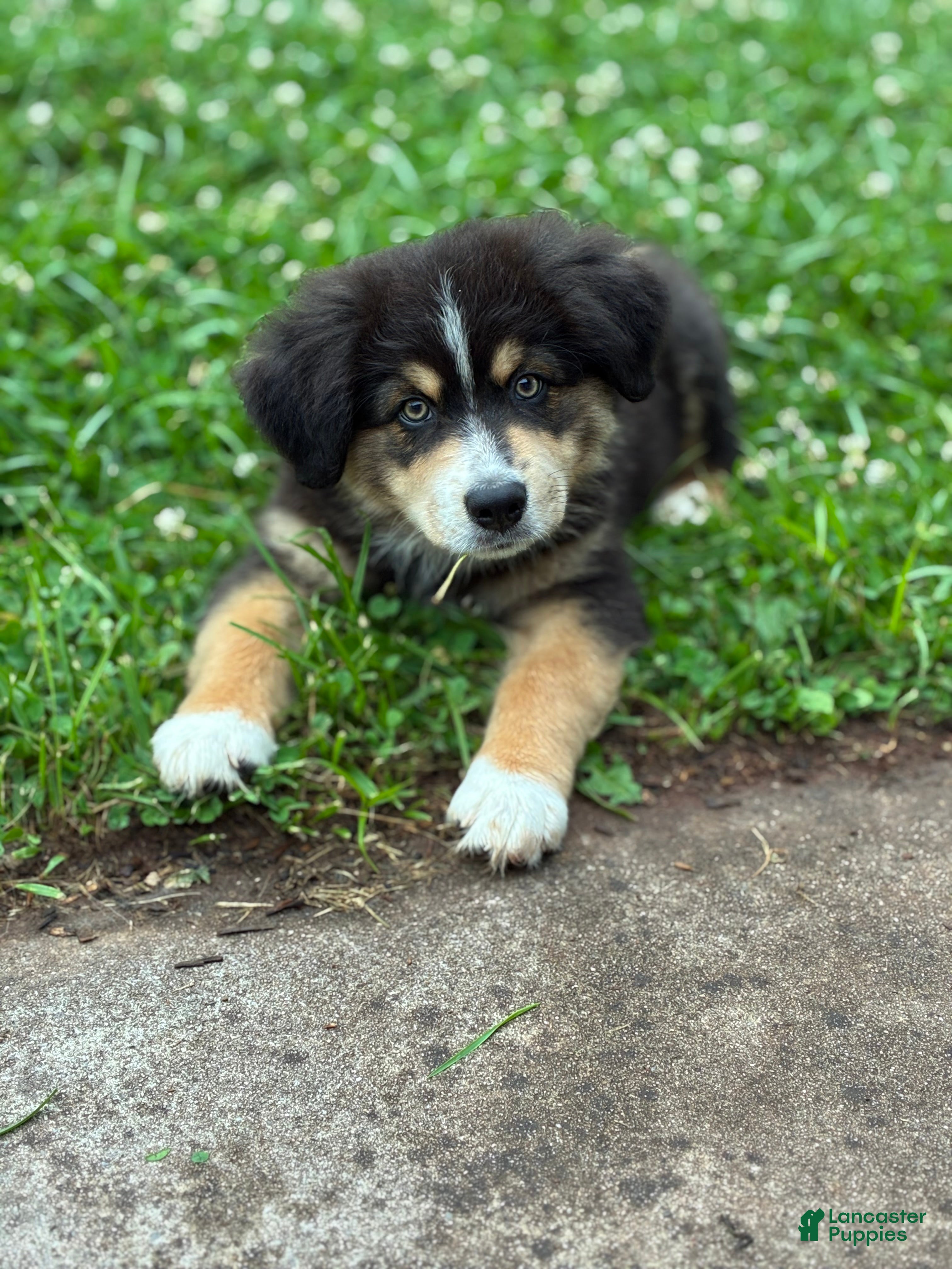 Australian Shepherd dogs Stetson  - Ad 11