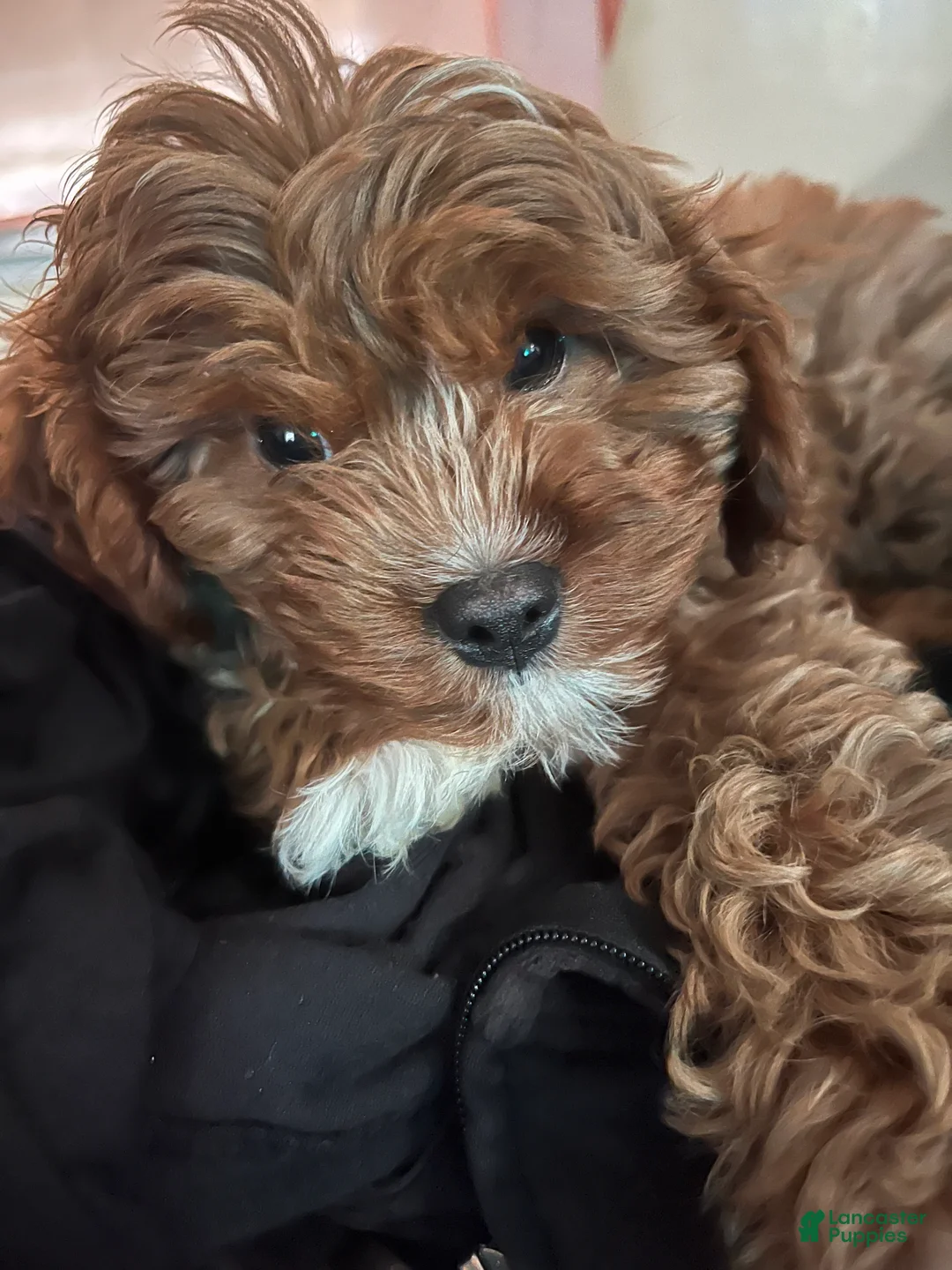 Cavapoo dogs for sale: Cavapoo 1 - Ad 10