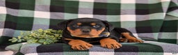 Rottweiler dogs for sale: Byrnes - Ad 7