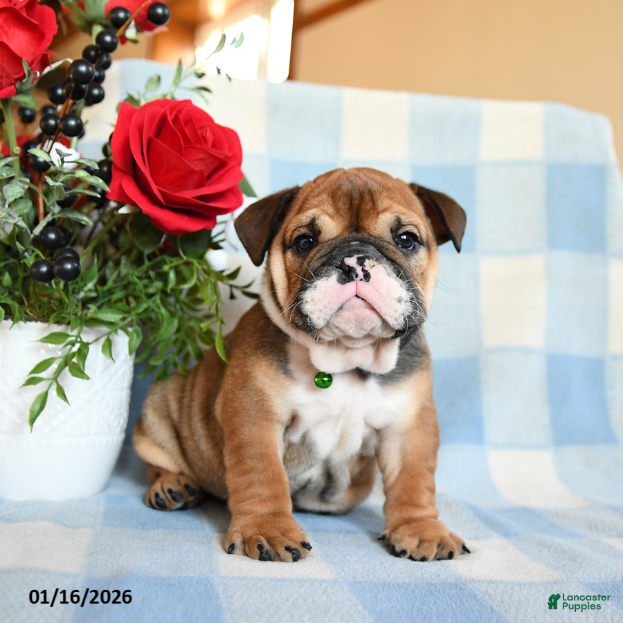 English Bulldog dogs Sailor - Ad 35