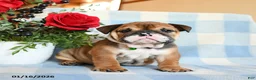 English Bulldog dogs for sale: Sailor - Ad 1