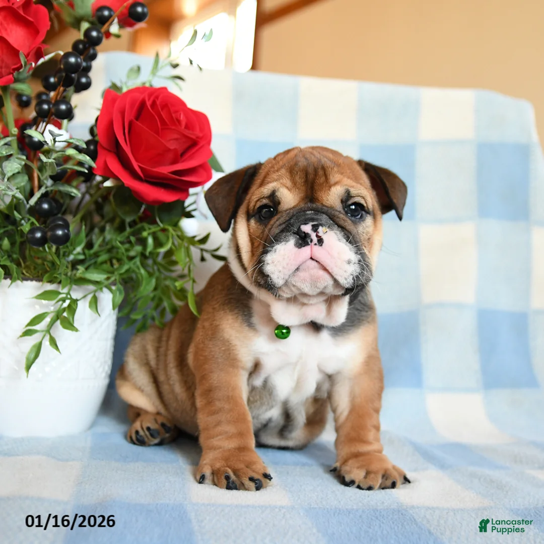English Bulldog dogs for sale: Sailor - Ad 1
