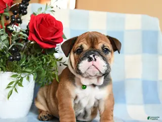 English Bulldog dogs Sailor - Ad 41