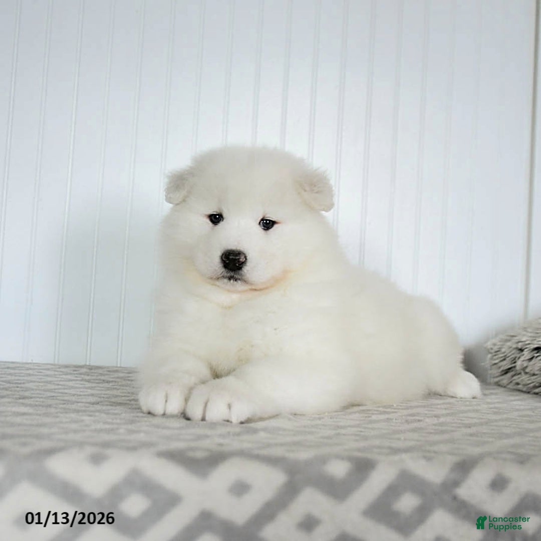 Samoyed dogs for sale: Precious - Ad 2