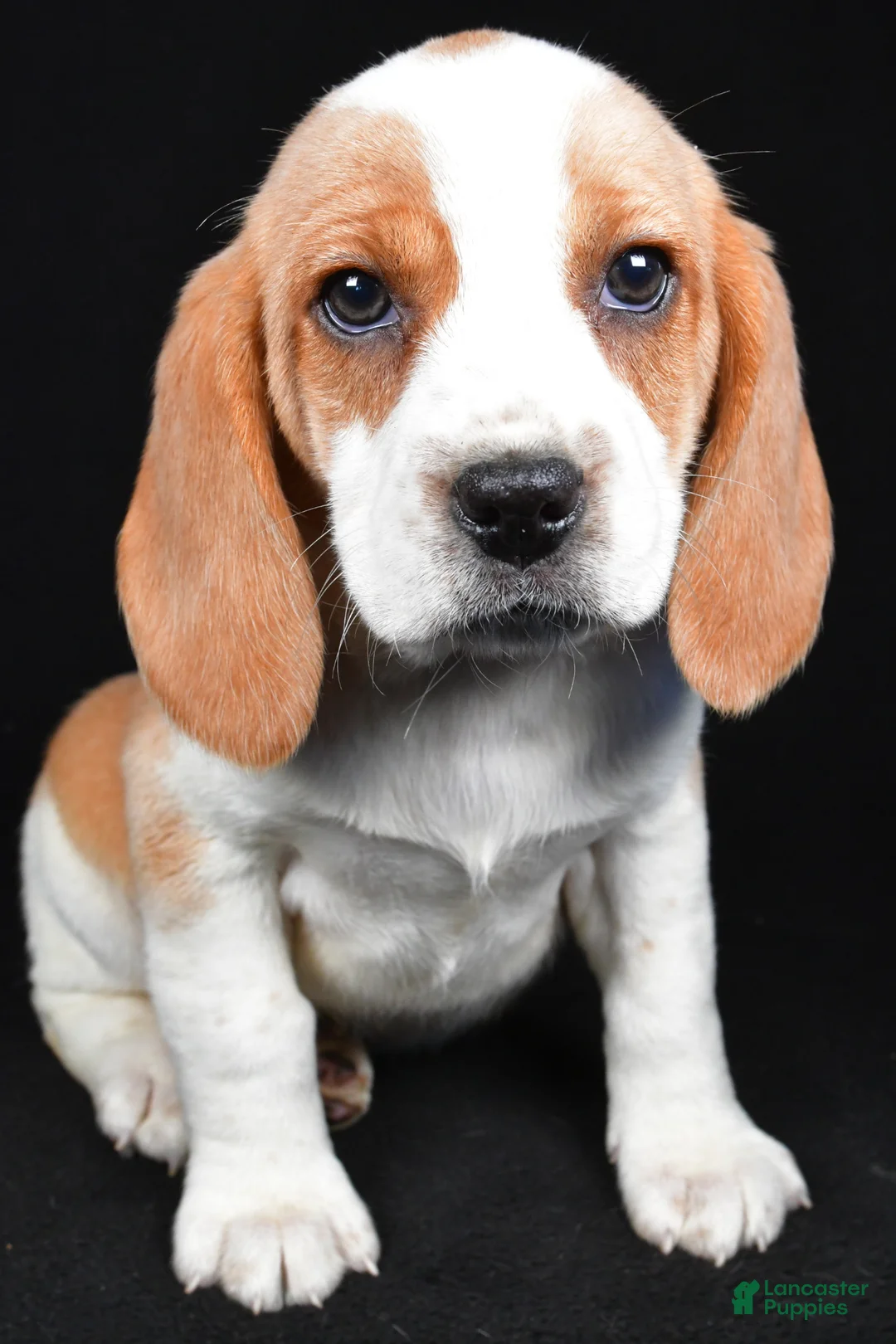 Beagle dogs for sale: Cheryl - Ad 1