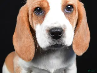 Beagle dogs for sale: Cheryl - Ad 2