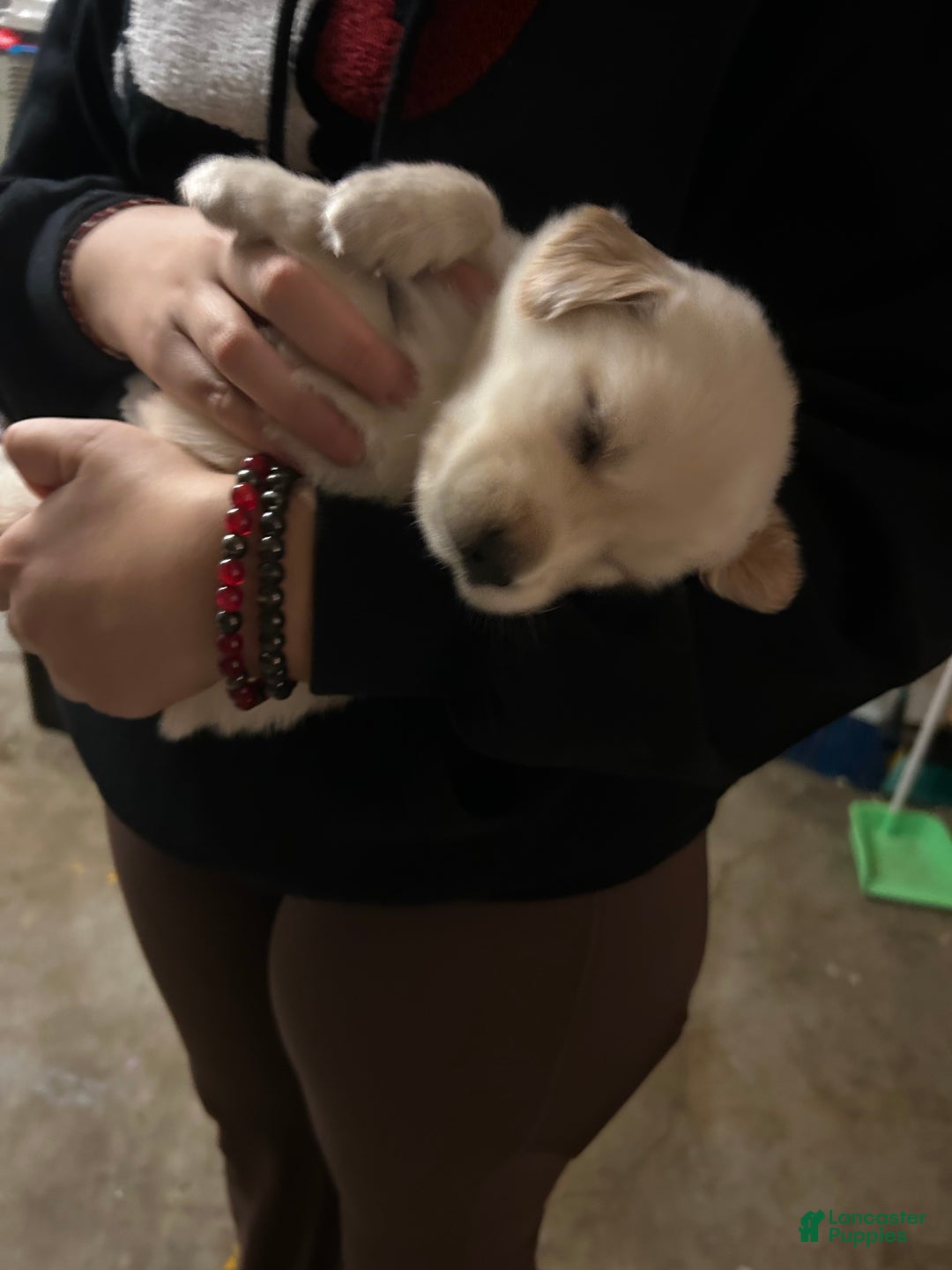 Golden Retriever dogs for sale: Light green - Ad 2