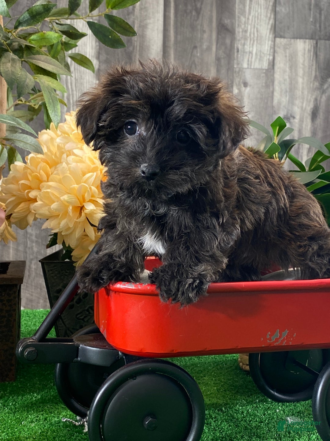 Yorkiepoo dogs for sale: Parker - Ad 3