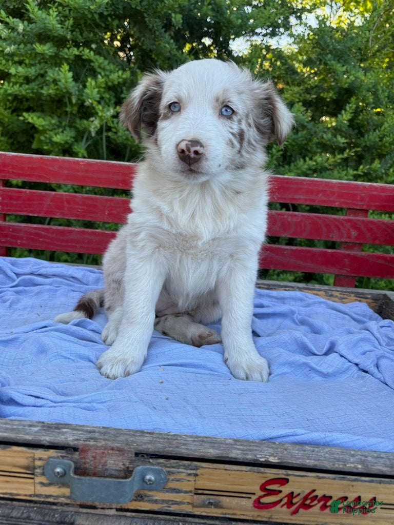 Australian Shepherd dogs Celia - Ad 1