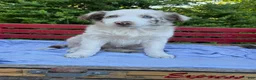 Australian Shepherd dogs for sale: Celia - Ad 4