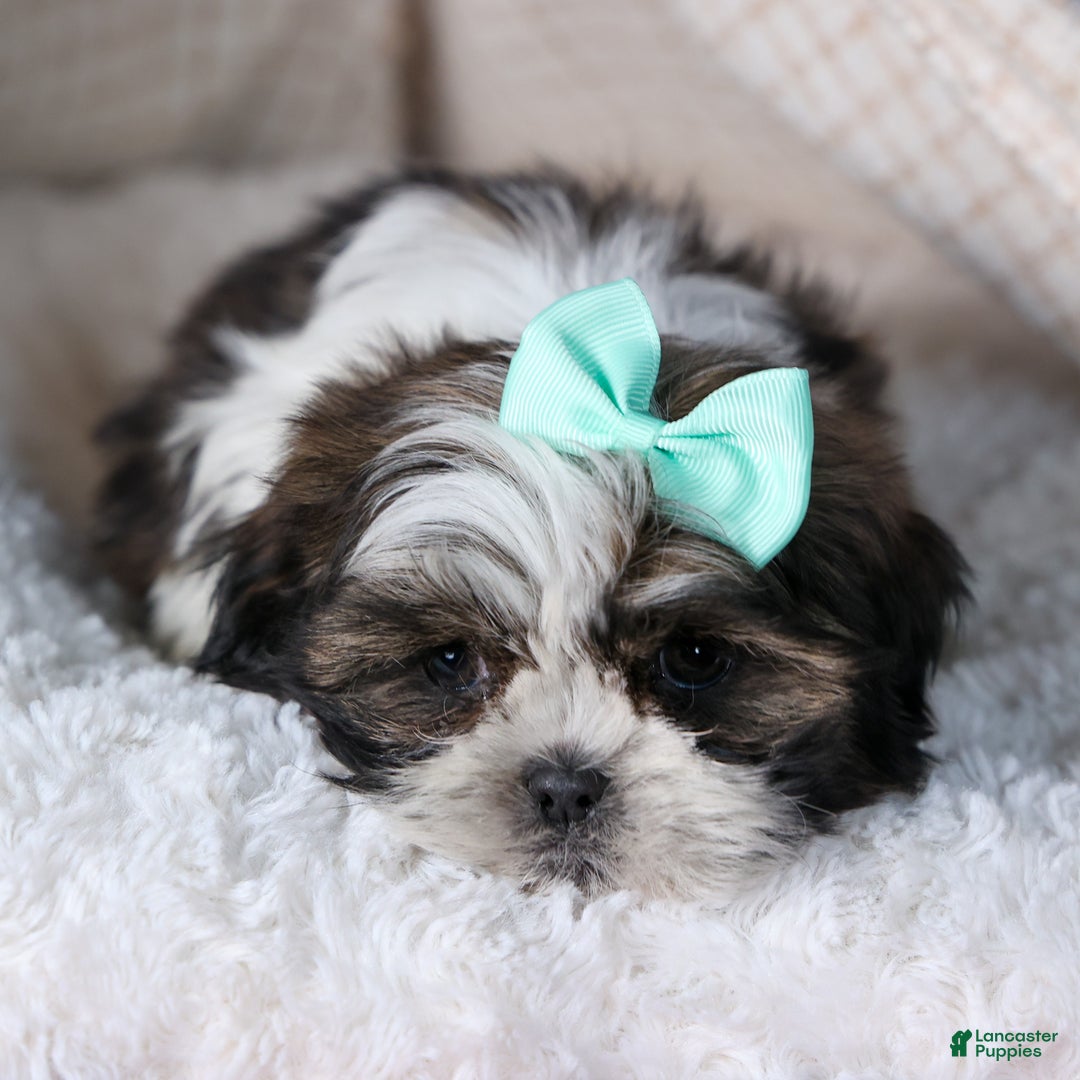 Shih Tzu dogs for sale: MERLE - Ad 6