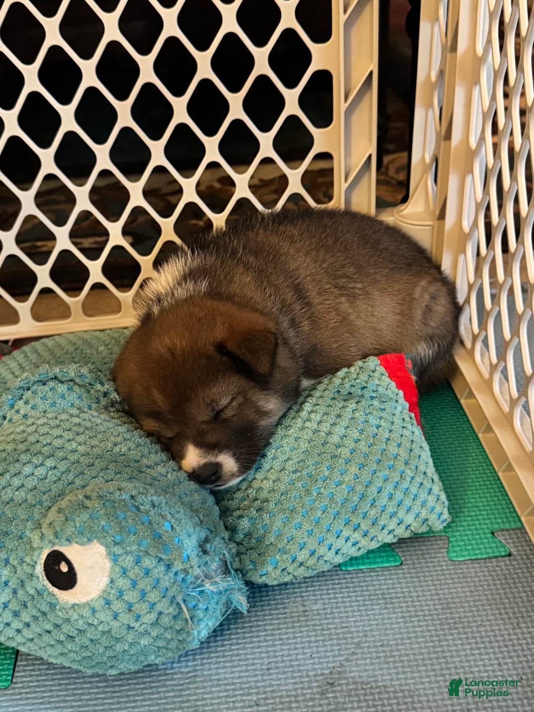 Shiba Inu dogs for sale: Shiba Inu Puppy 3 - Ad 2