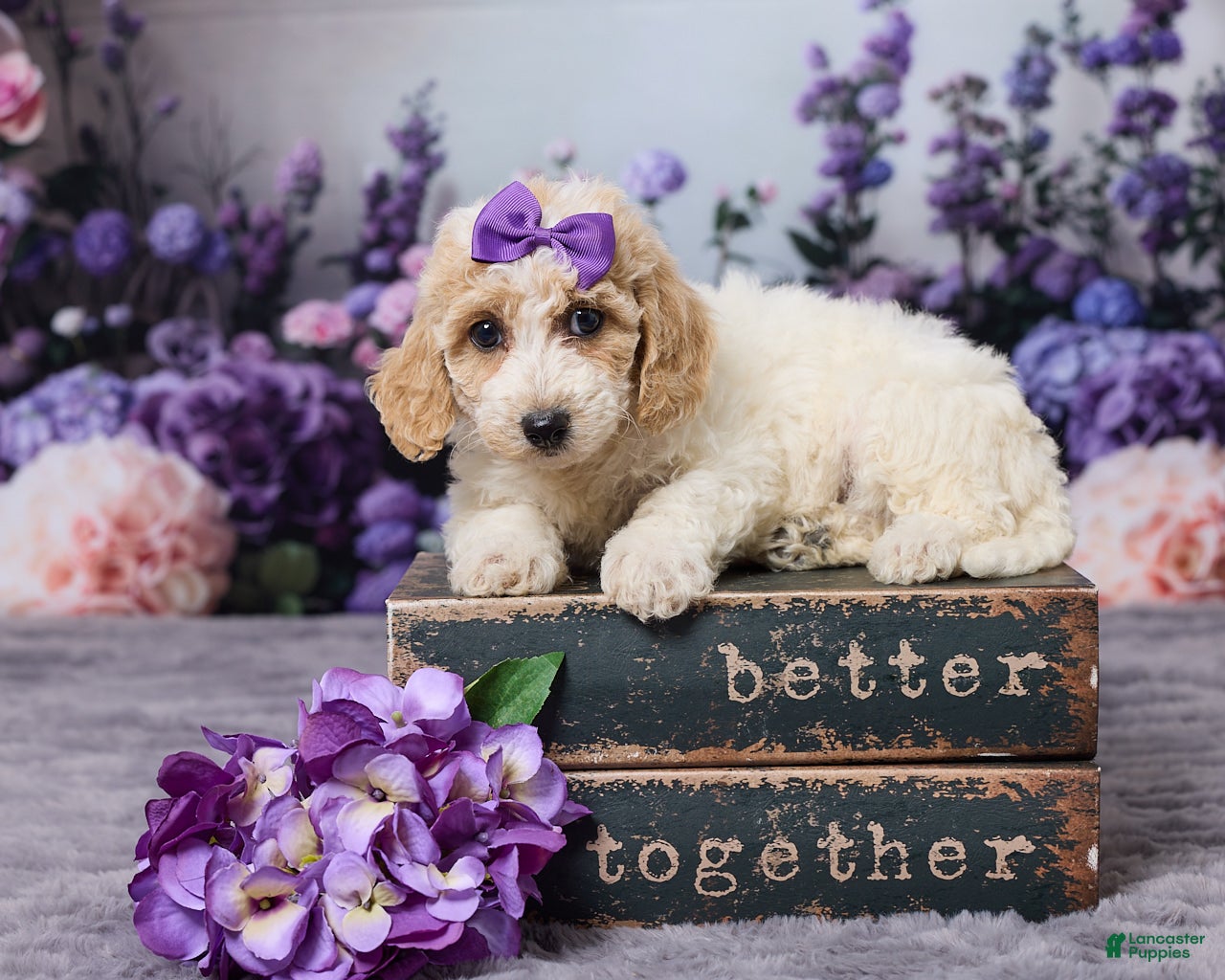 Bichpoo dogs Daisy - Ad 1