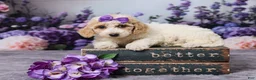 Bichpoo dogs for sale: Daisy - Ad 1