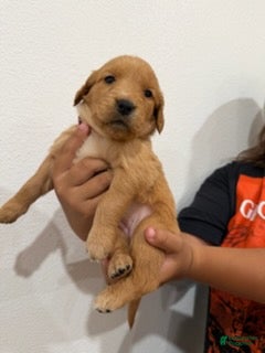Golden Retriever dogs Magenta Girl - Ad 2