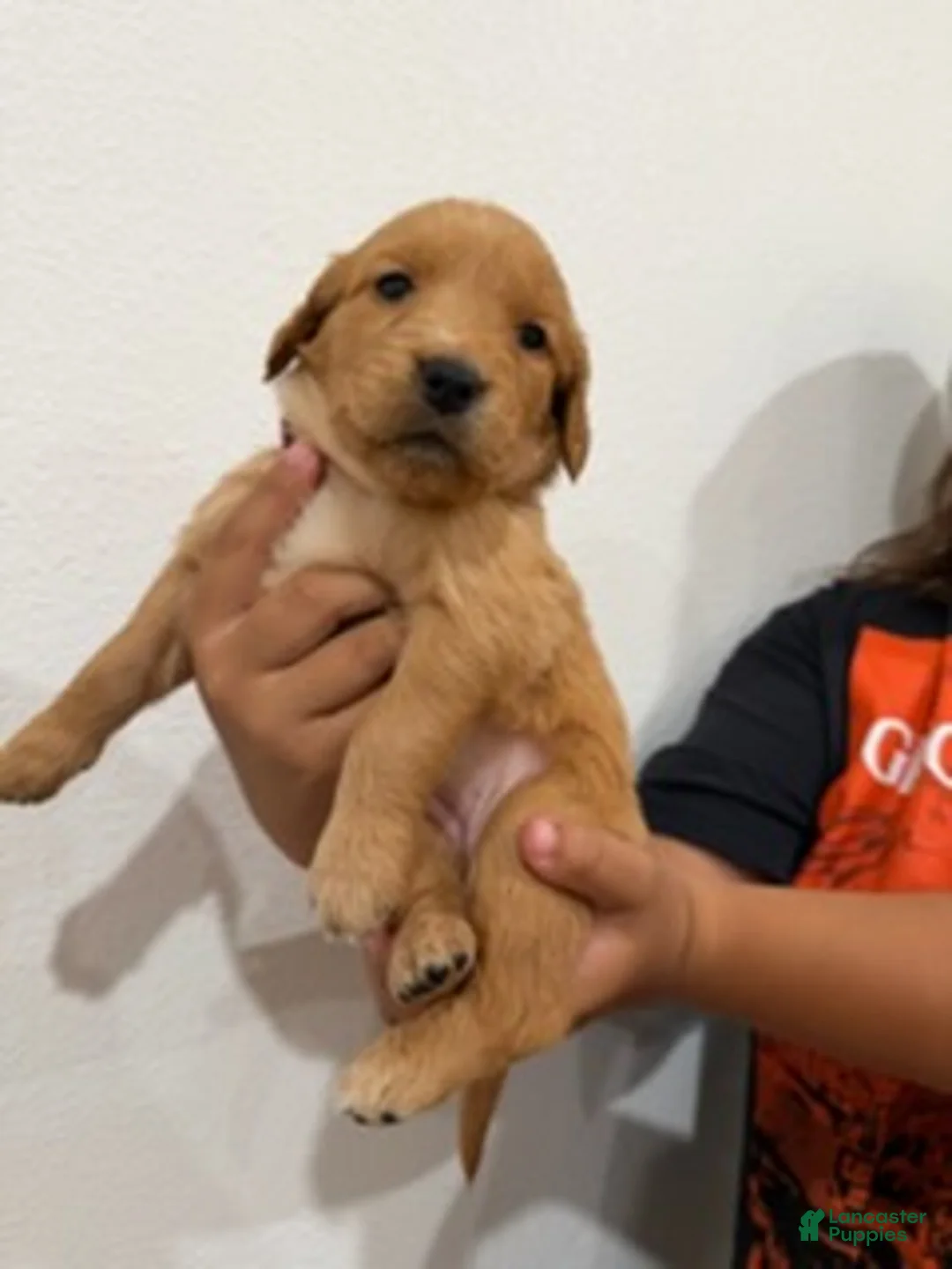 Golden Retriever dogs for sale: Magenta Girl - Ad 2