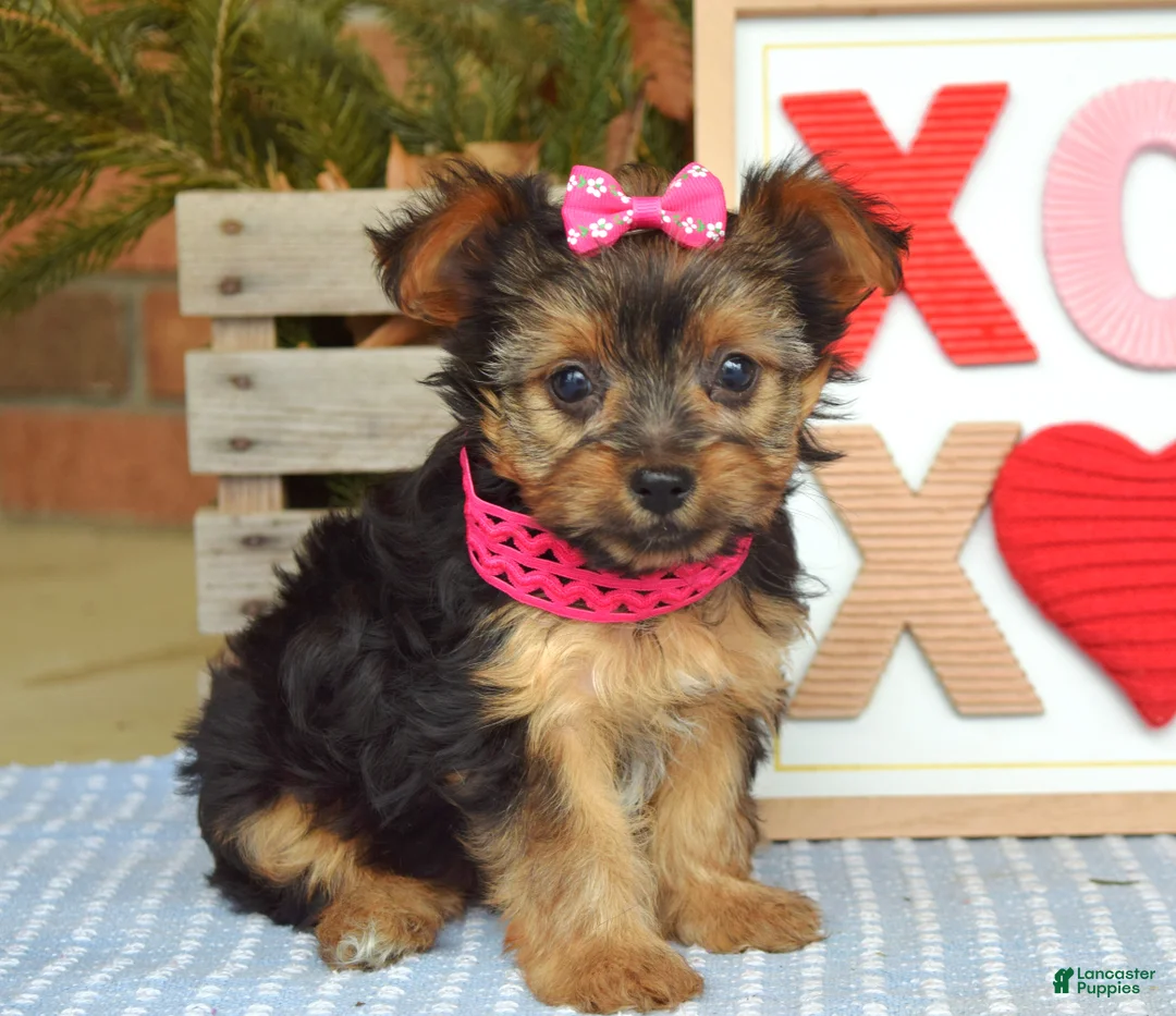 Yorkshire Terrier dogs for sale: Petunia - Ad 5