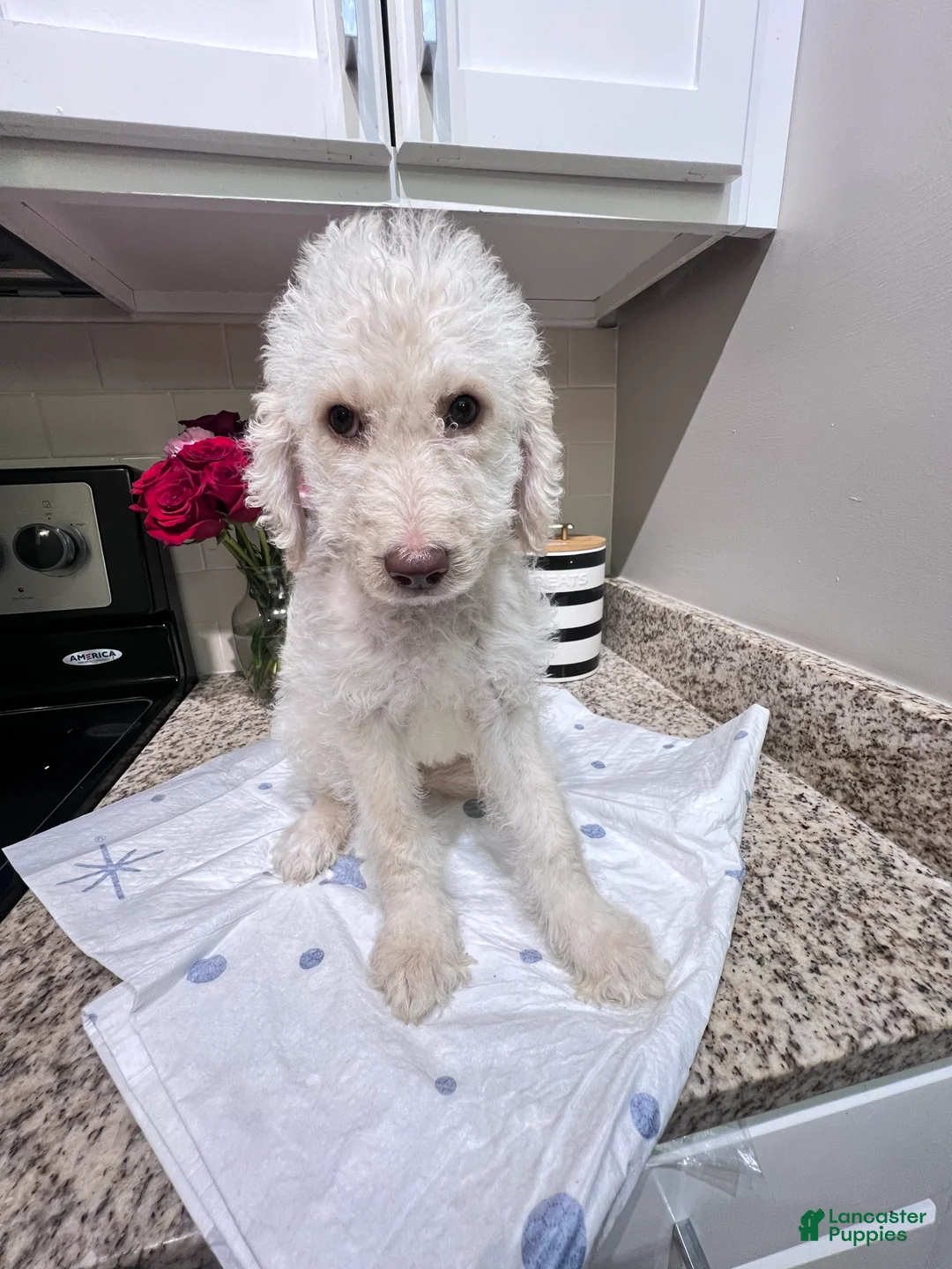 Labradoodle dogs for sale: Valentina - Ad 1