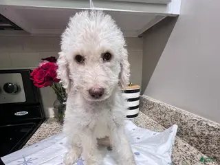 Labradoodle dogs Valentina - Ad 13