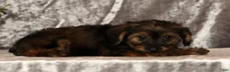 Yorkiepoo dogs for sale: Urban - Ad 8